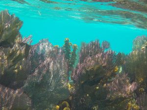 Corales de tipo abanico en el arrecife de Belice; el agua arriba es clarísima de un color turqués.