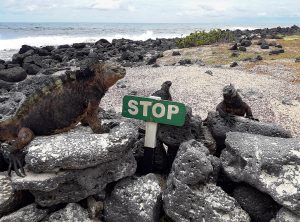 Unas iguanas marinas de Galápagos toman el sol sobre unas piedras frente al mar; hay un letrero pequeño que dice "Stop".